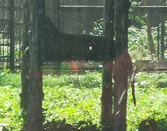 Panthera pardus