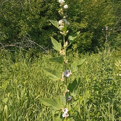 Althaea officinalis