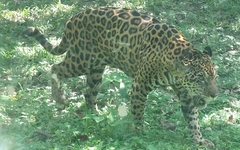 Panthera onca
