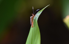Lucullia flavovittata