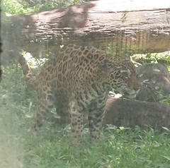 Panthera onca