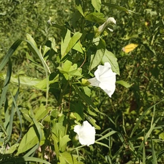 Calystegia sepium