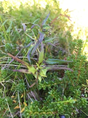 Melampyrum sylvaticum