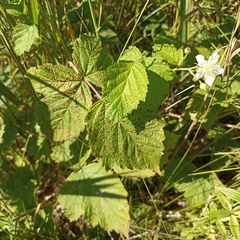 Rubus caesius