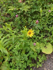 Arnica sachalinensis