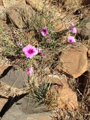 Ipomoea oenotheroides