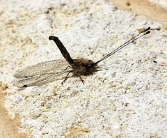 Ululodes macleayanus