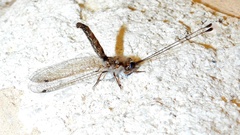 Ululodes macleayanus