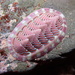 Lined Chiton - Photo (c) Makena, some rights reserved (CC BY-NC), uploaded by Makena