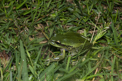 Dendropsophus molitor