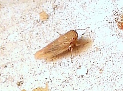 Graminella sonora