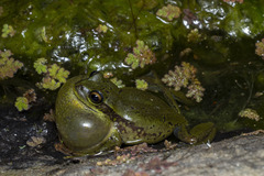 Dendropsophus molitor