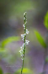 Spiranthes lacera