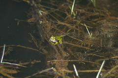 Dendropsophus molitor