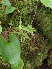 Stellaria fenzlii