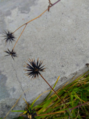 Bidens