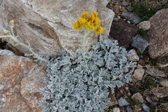 Jacobaea leucophylla