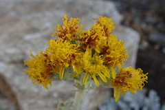 Jacobaea leucophylla