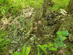 Triphora trianthophoros