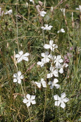 Dianthus cretaceus