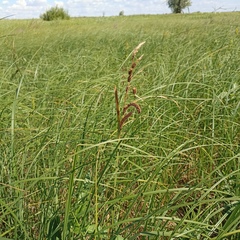 Carex acuta