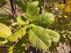 Vitex doniana