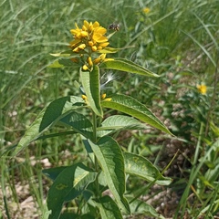 Lysimachia vulgaris