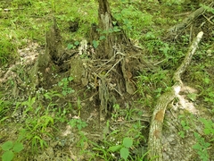 Triphora trianthophoros