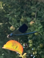 Calopteryx splendens