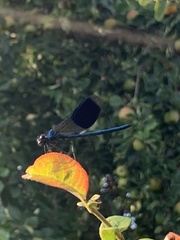 Calopteryx splendens