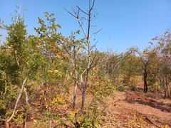 Vitex doniana