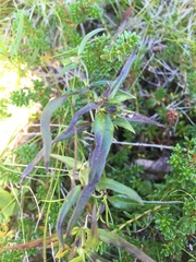 Melampyrum sylvaticum