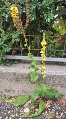 Verbascum
