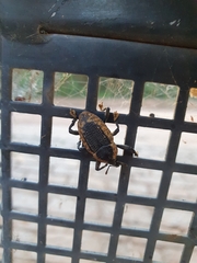 Homalinotus deplanatus