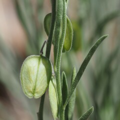 Hebecarpa barbeyana