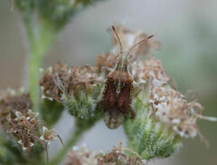 Harmostes fraterculus