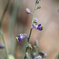 Hebecarpa barbeyana