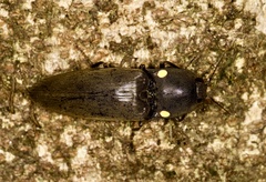Pyrophorus noctilucus