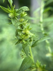 Rhopalomyia anthophila