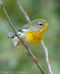Northern Parula photo 5