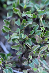 Falkia repens