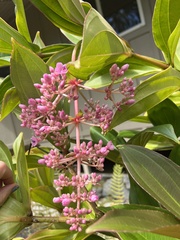Medinilla cummingii