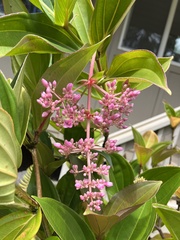 Medinilla cummingii
