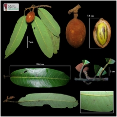 Myristica lowiana