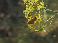 Ochlodes agricola