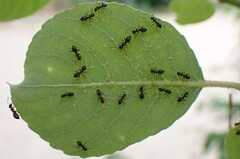 Lasius