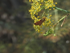 Ochlodes agricola