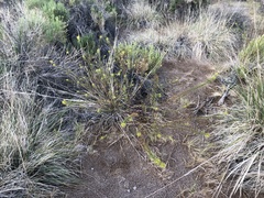 Cleomella plocasperma