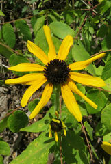 Rudbeckia missouriensis