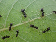 Lasius